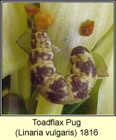 Toadflax Pug, Eupithecia linariata