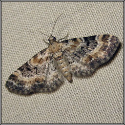 Foxglove Pug, Eupithecia pulchellata