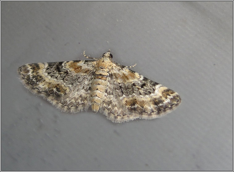 Foxglove Pug, Eupithecia pulchellata