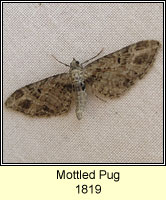 Mottled Pug, Eupithecia exiguata