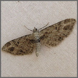 Mottled Pug, Eupithecia exiguata