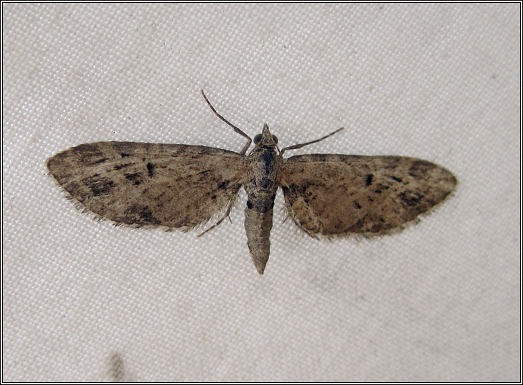 Mottled Pug, Eupithecia exiguata