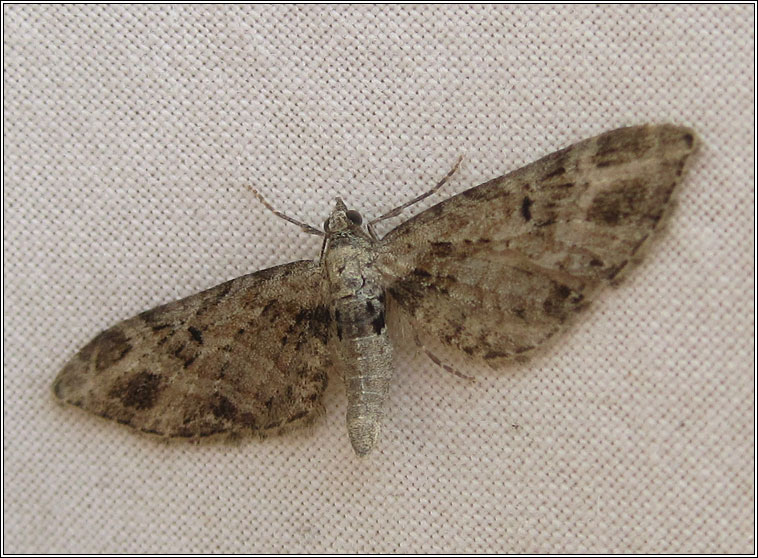 Mottled Pug, Eupithecia exiguata