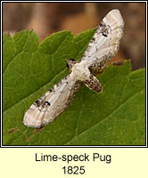 Lime-speck Pug, Eupithecia centaureata