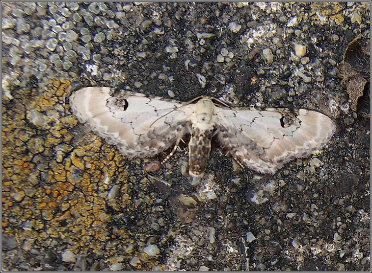 Lime-speck Pug, Eupithecia centaureata