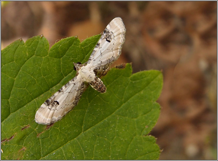 Lime-speck Pug, Eupithecia centaureata