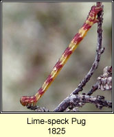 Lime-speck Pug, Eupithecia centaureata