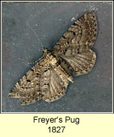 Freyer's Pug, Eupithecia intricata