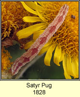 Satyr Pug, Eupithecia satyrata