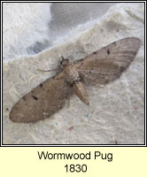 Wormwood Pug, Eupithecia absinthiata