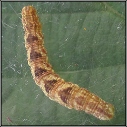 Wormwood Pug, Eupithecia absinthiata