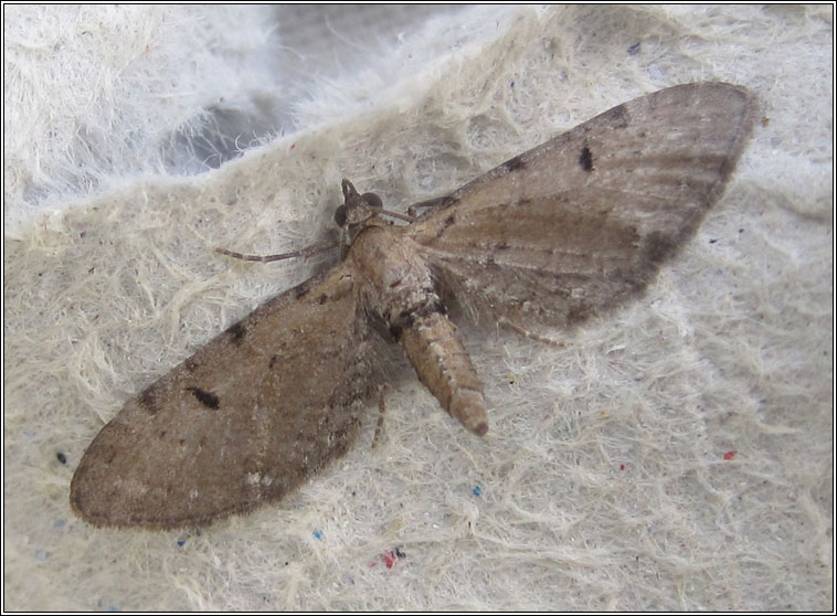 Wormwood Pug, Eupithecia absinthiata