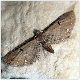 Currant Pug, Eupithecia assimilata