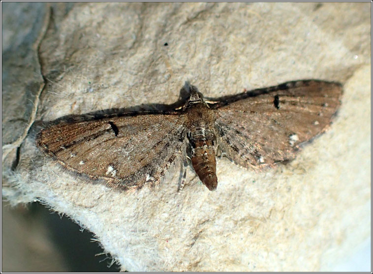 Currant Pug, Eupithecia assimilata