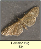 Common Pug, Eupithecia vulgata