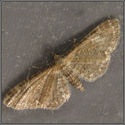 Common Pug, Eupithecia vulgata