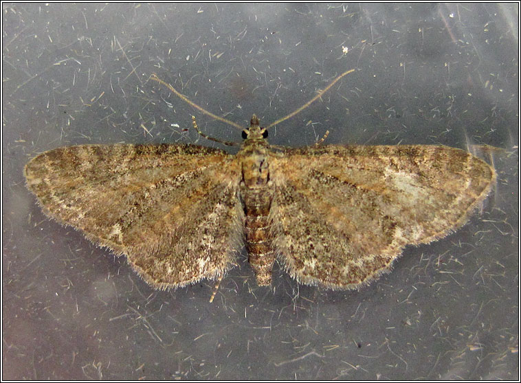 Common Pug, Eupithecia vulgata