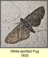 White-spotted Pug, Eupithecia tripunctaria