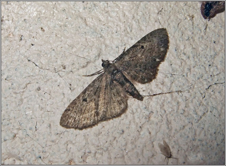 White-spotted Pug, Eupithecia tripunctaria