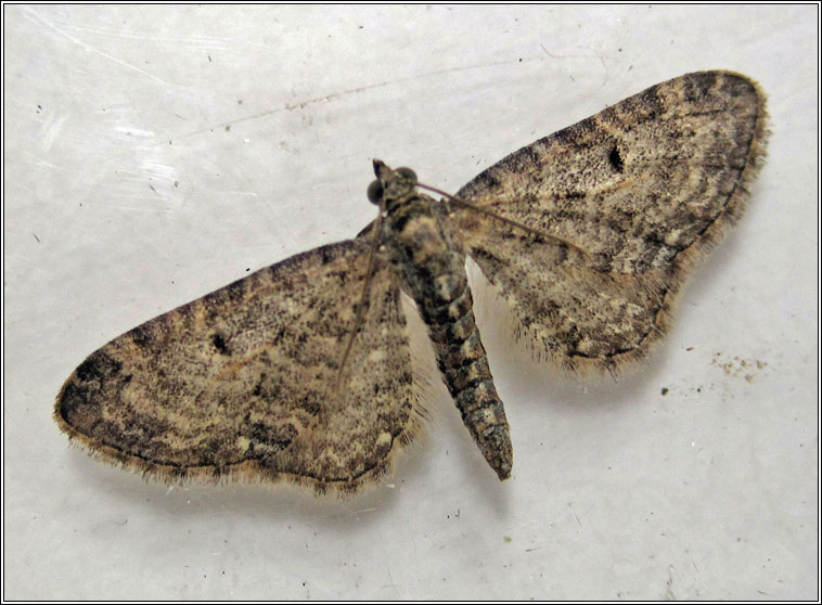 Grey Pug, Eupithecia subfuscata