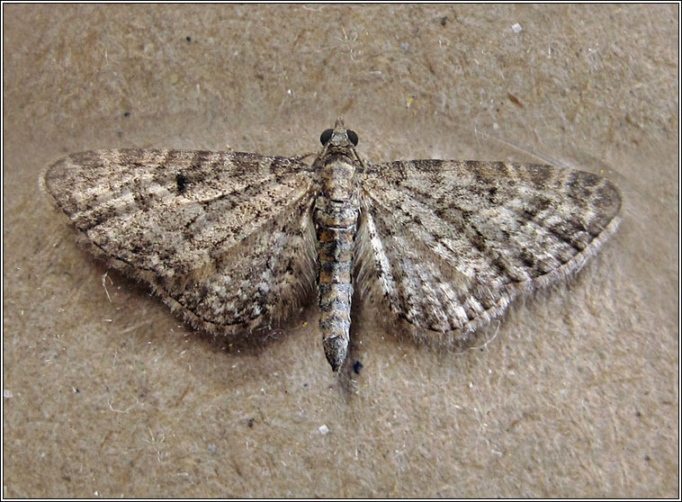 Grey Pug, Eupithecia subfuscata