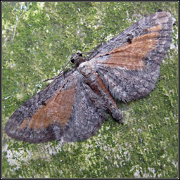 Tawny Speckled Pug, Eupithecia icterata ssp fulvata