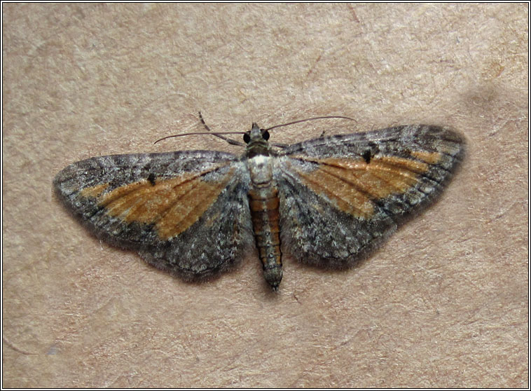 Tawny Speckled Pug, Eupithecia icterata