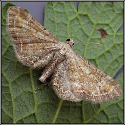 Plain Pug, Eupithecia simpliciata