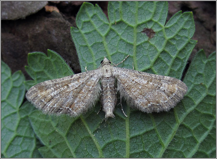 Plain Pug, Eupithecia simpliciata