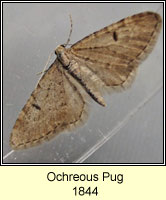 Ochreous Pug, Eupithecia indigata