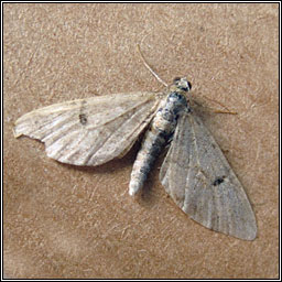 Ochreous Pug, Eupithecia indigata