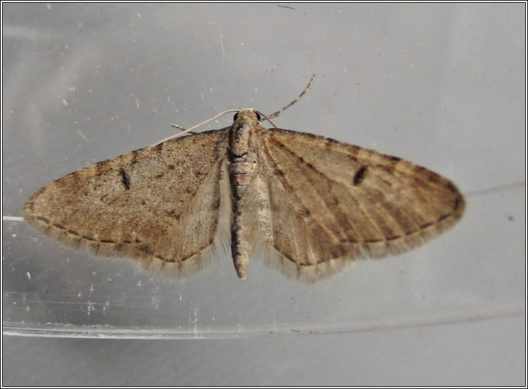 Ochreous Pug, Eupithecia indigata