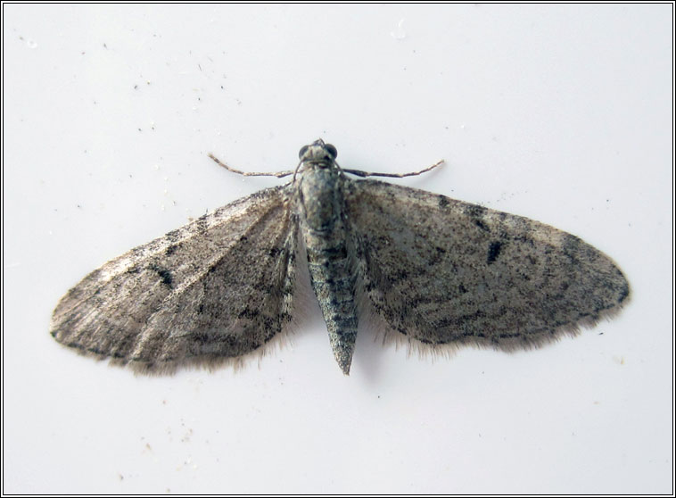 Ochreous Pug, Eupithecia indigata