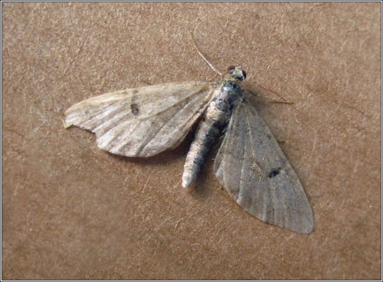 Ochreous Pug, Eupithecia indigata