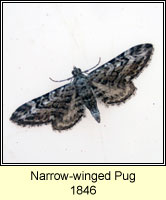 Narrow-winged Pug, Eupithecia nanata