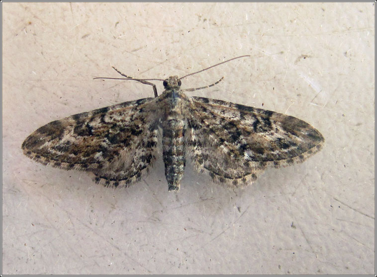 Narrow-winged Pug, Eupithecia nanata