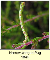 Narrow-winged Pug, Eupithecia nanata