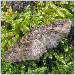 Brindled Pug, Eupithecia abbreviata