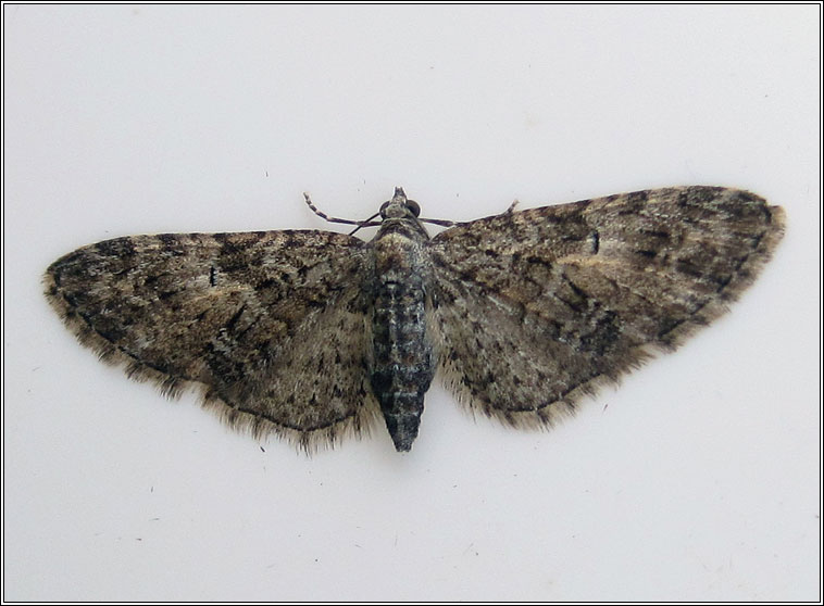 Brindled Pug, Eupithecia abbreviata