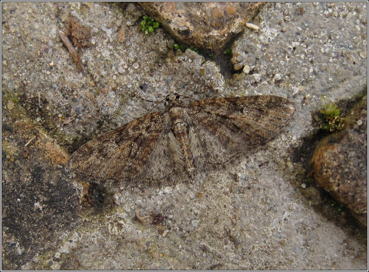 Brindled Pug, Eupithecia abbreviata