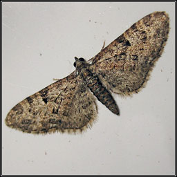 Oak-tree Pug, Eupithecia dodoneata