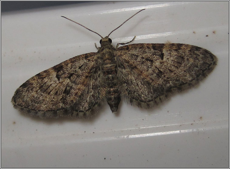 Oak-tree Pug, Eupithecia dodoneata