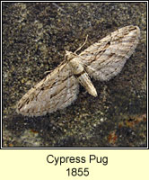 Cypress Pug, Eupithecia phoeniceata