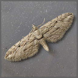 Cypress Pug, Eupithecia phoeniceata