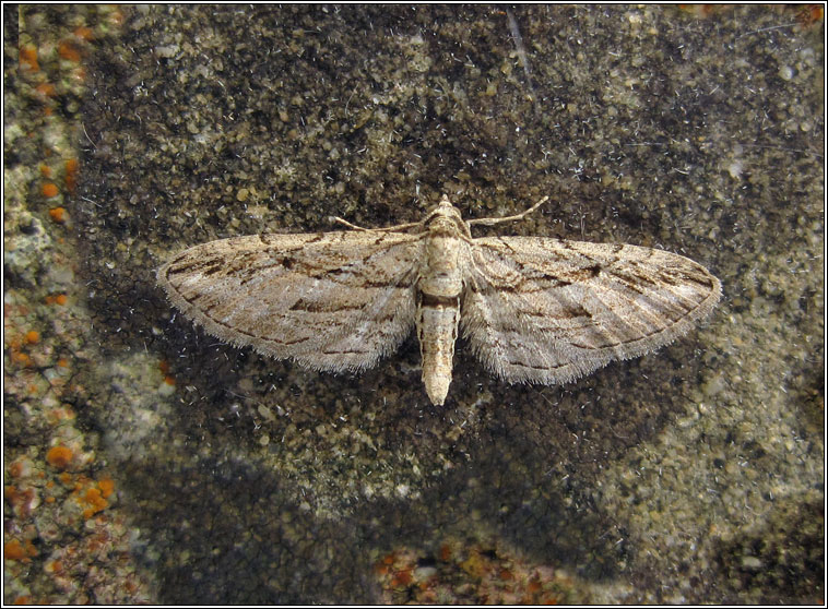 Cypress Pug, Eupithecia phoeniceata