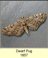 Eupithecia tantillaria