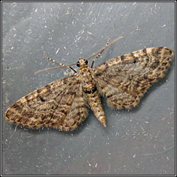 Dwarf Pug, Eupithecia tantillaria