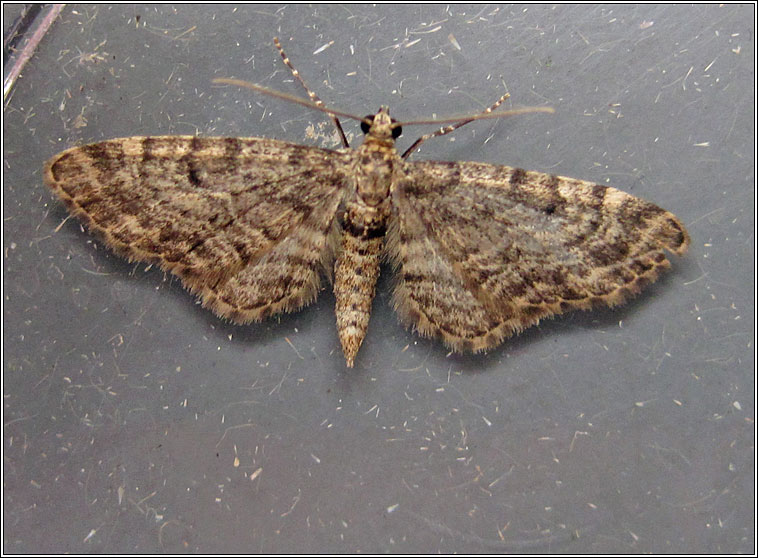 Dwarf Pug, Eupithecia tantillaria