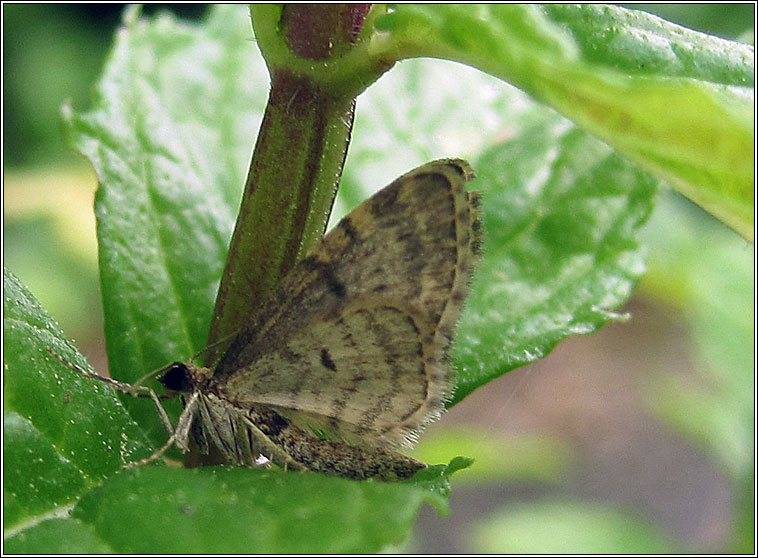 Dwarf Pug, Eupithecia tantillaria