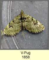 V-Pug, Chloroclystis v-ata